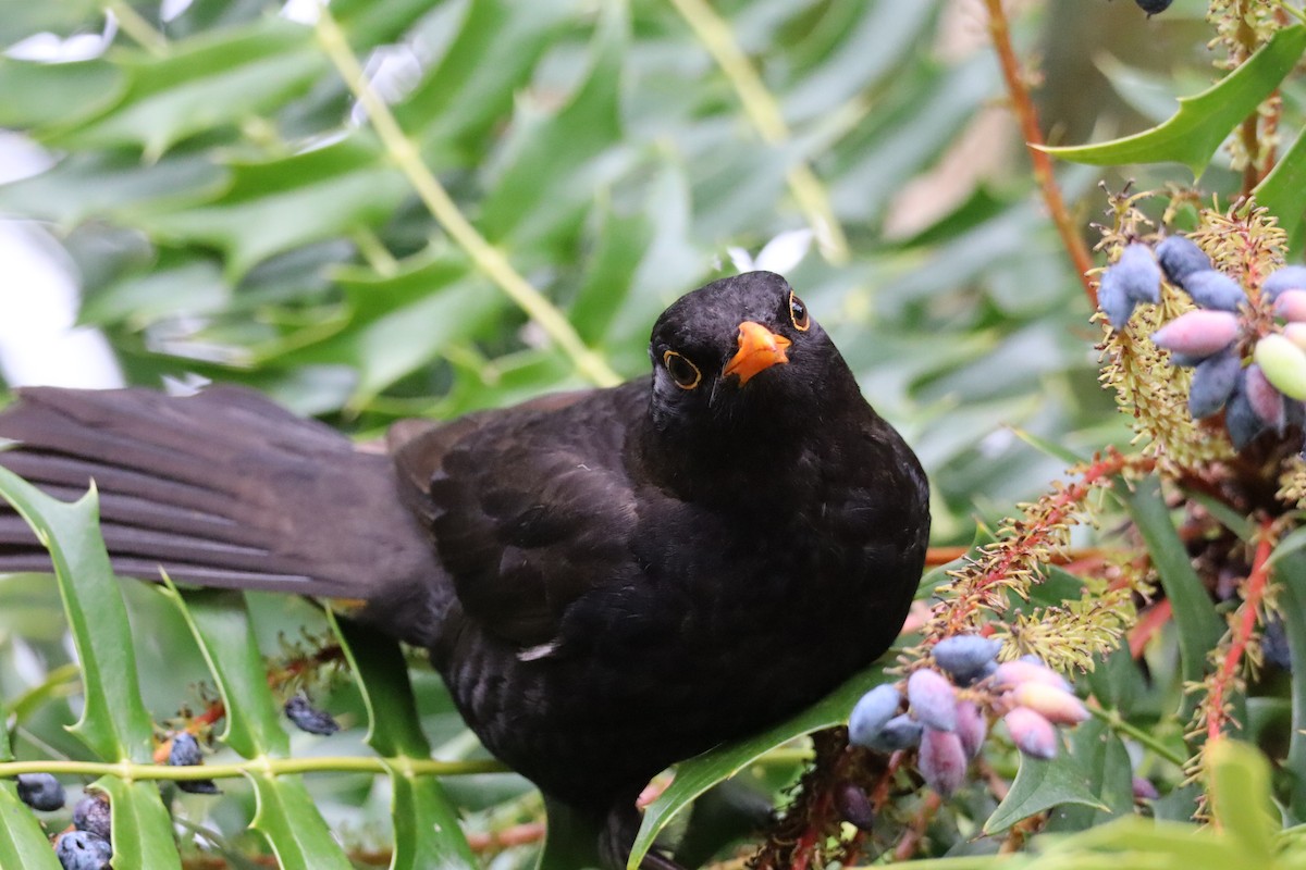 Eurasian Blackbird - ML624477763