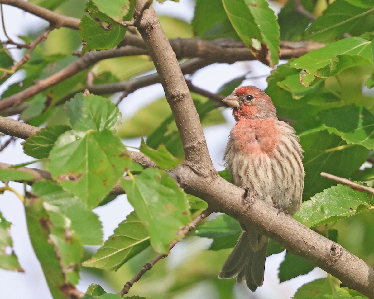 House Finch - ML624478097