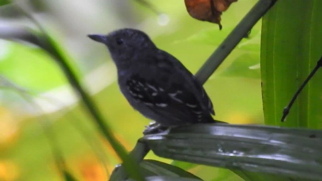Black-crowned Antshrike - ML624478306