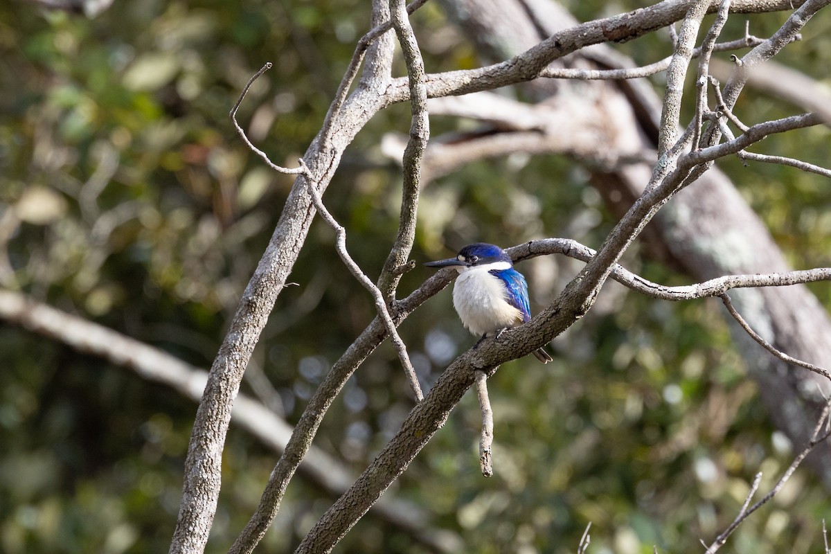 Forest Kingfisher - ML624478341