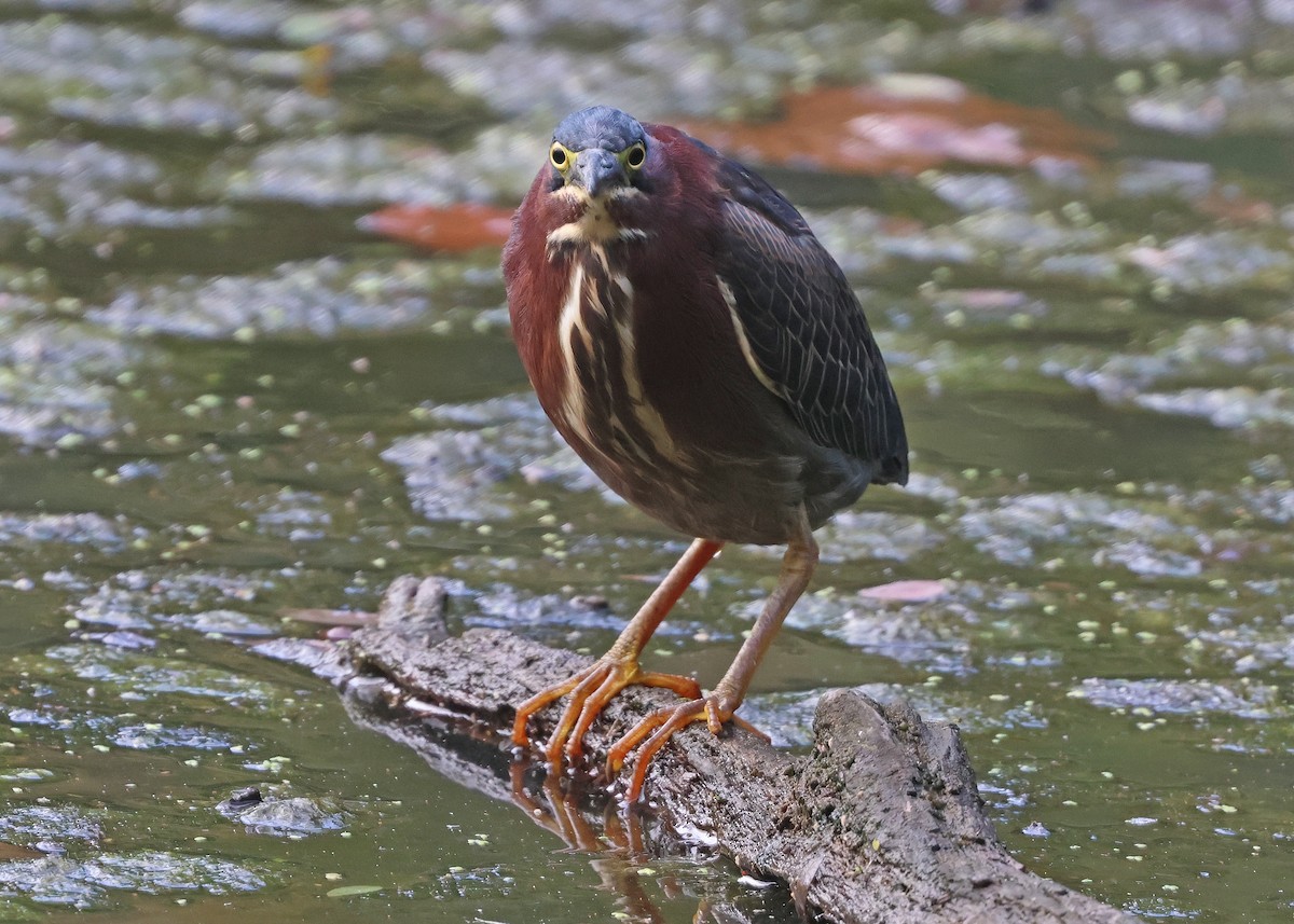 Green Heron - ML624478365