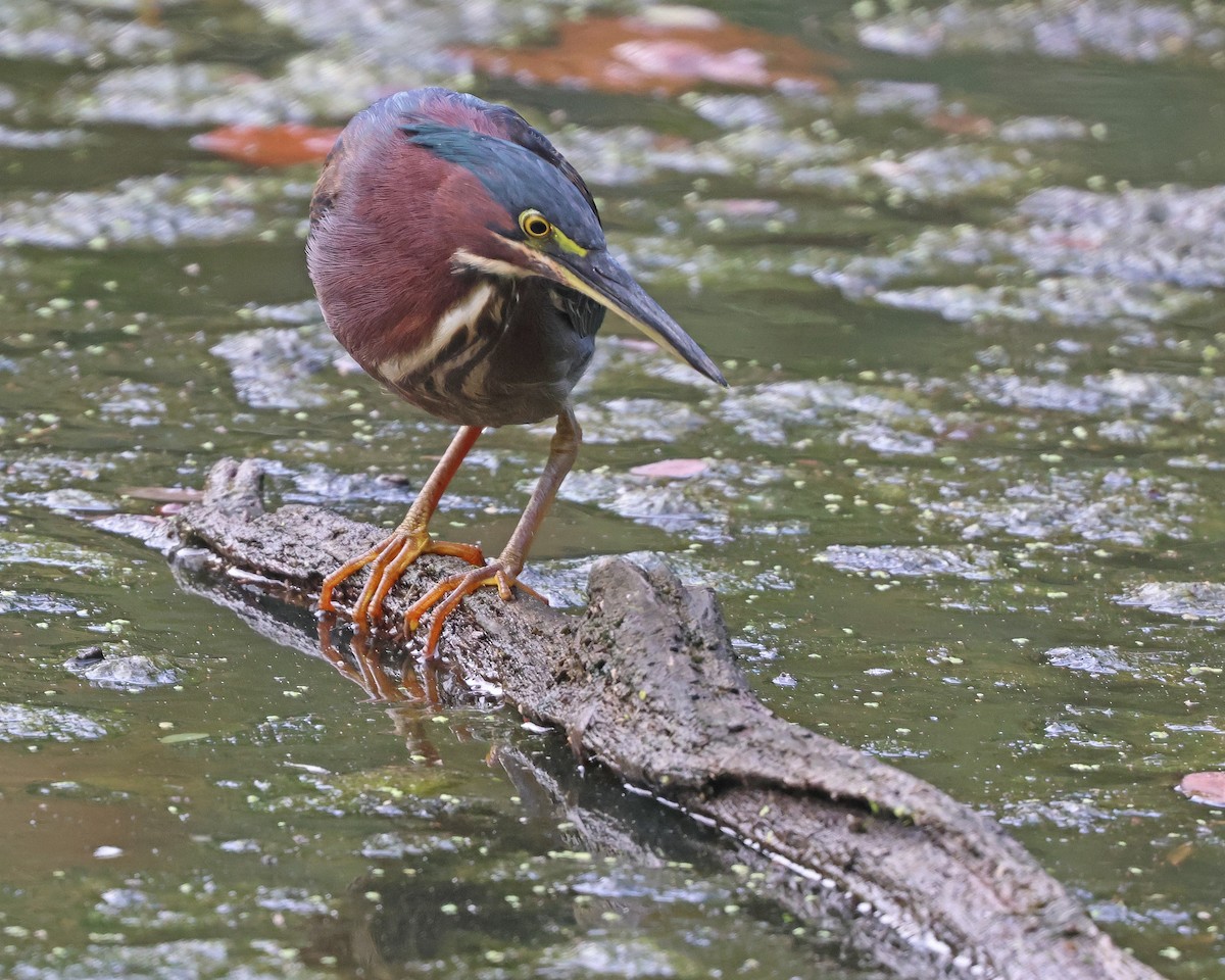 Green Heron - ML624478366