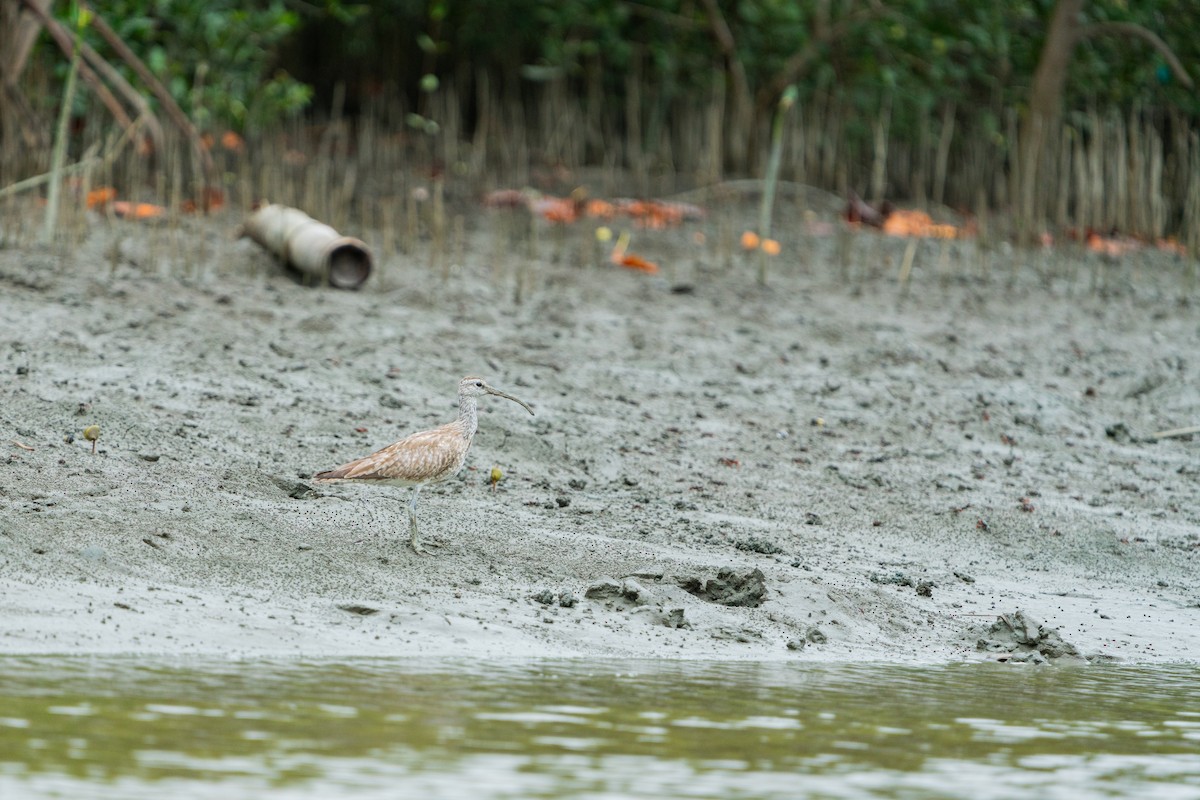 Whimbrel/Eurasian Curlew - ML624478392