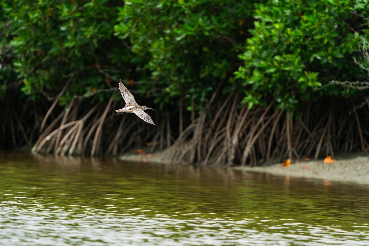 Whimbrel/Eurasian Curlew - ML624478393