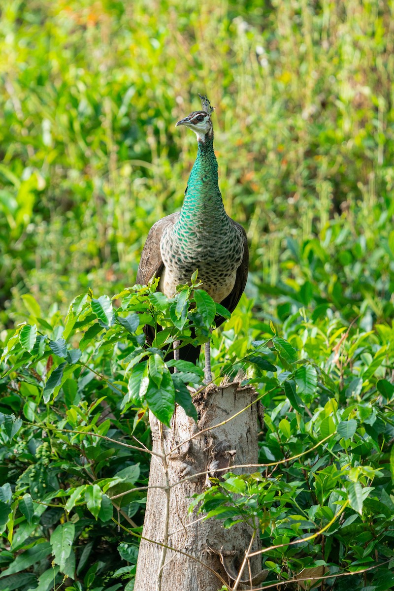 Indian Peafowl - ML624478574