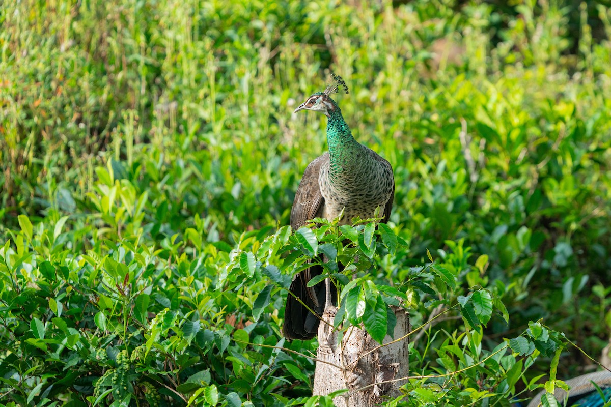 Indian Peafowl - ML624478575