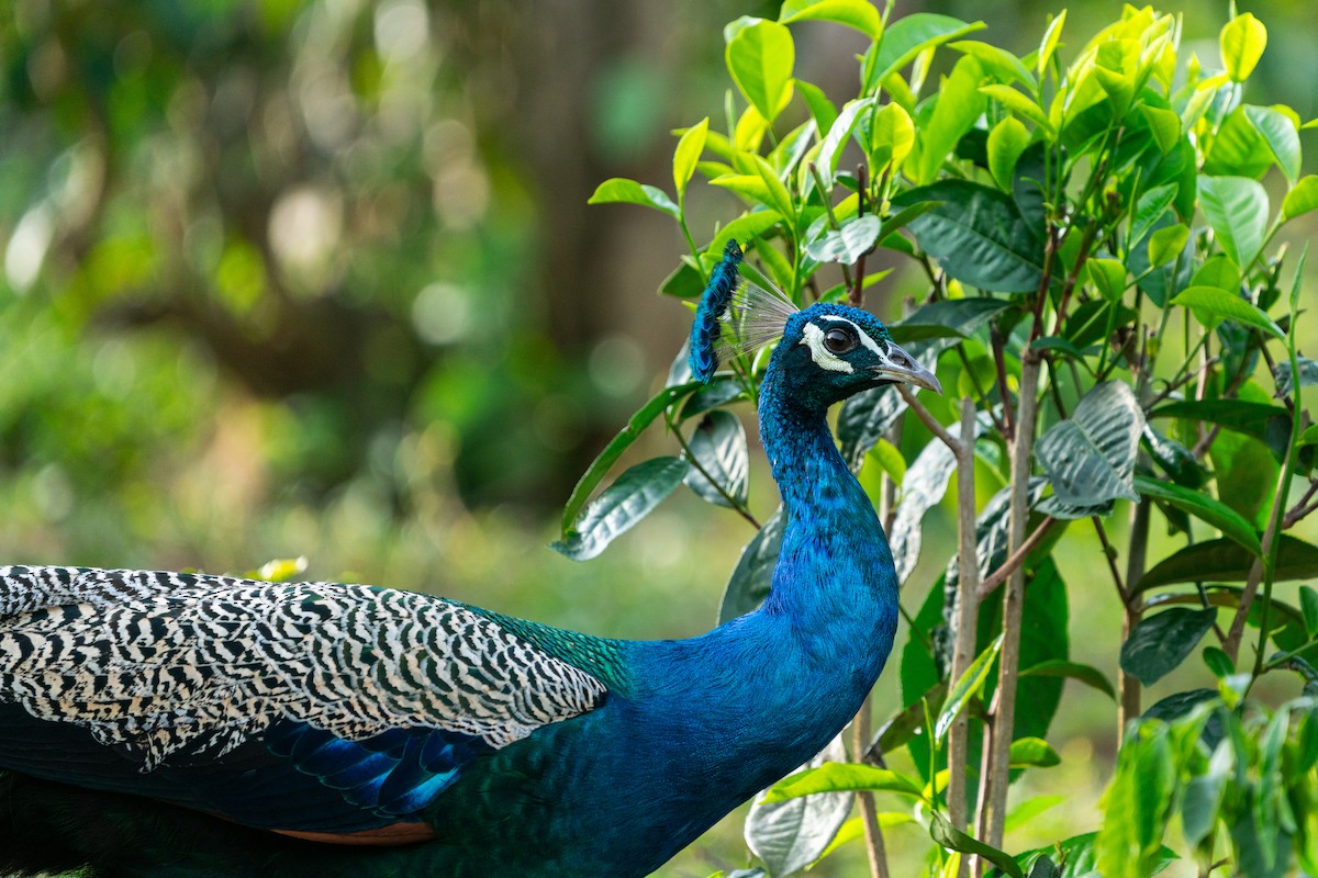 Indian Peafowl - ML624478576