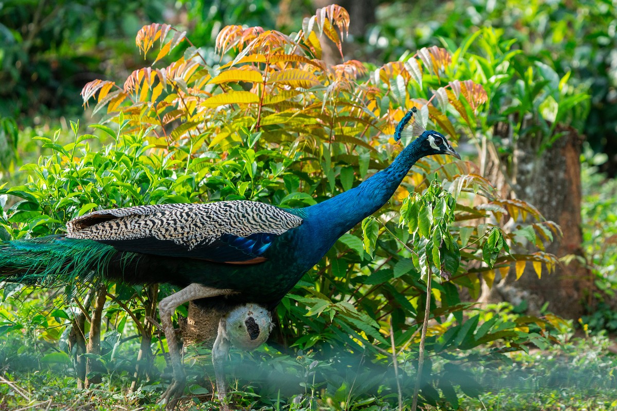 Indian Peafowl - ML624478577