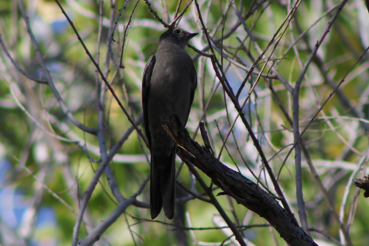 Townsend's Solitaire - ML624478711