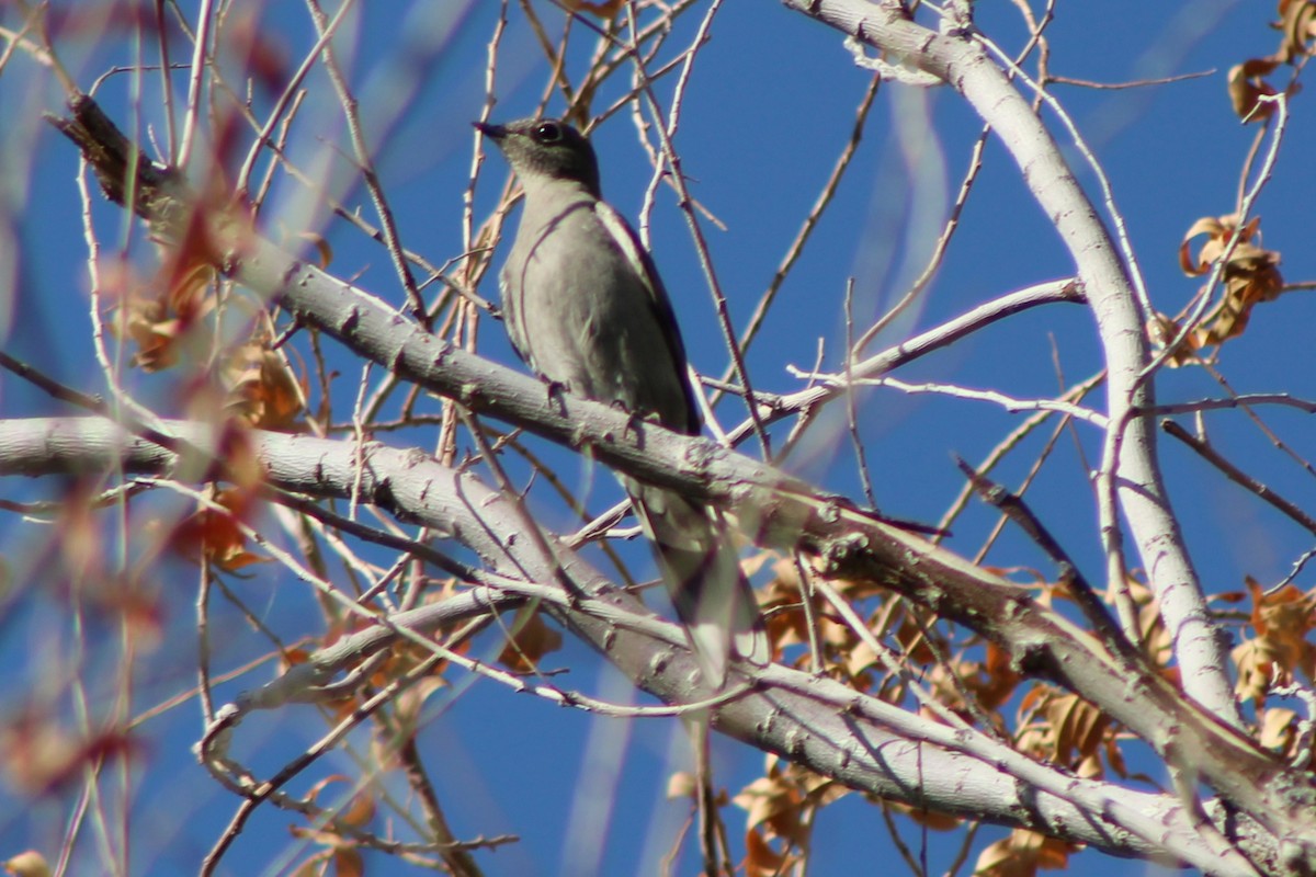 Townsend's Solitaire - ML624478712