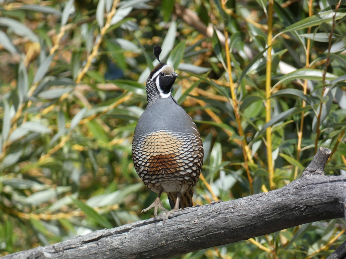 California Quail - ML624478847