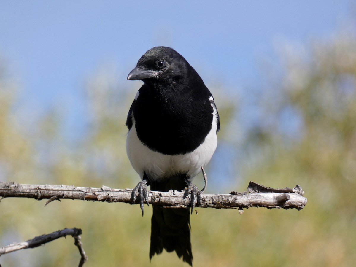 Black-billed Magpie - ML624478862
