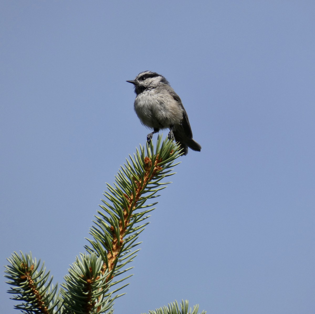 Mountain Chickadee - ML624478878