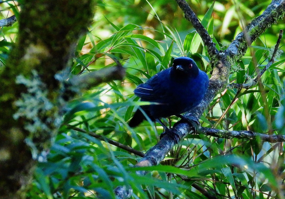 Bluish Flowerpiercer - ML624478894