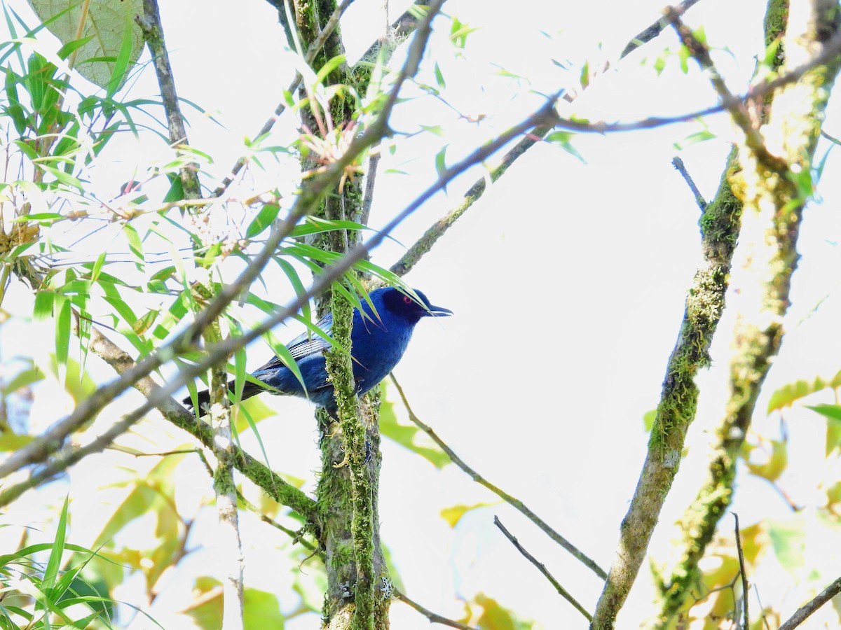 Bluish Flowerpiercer - ML624478895