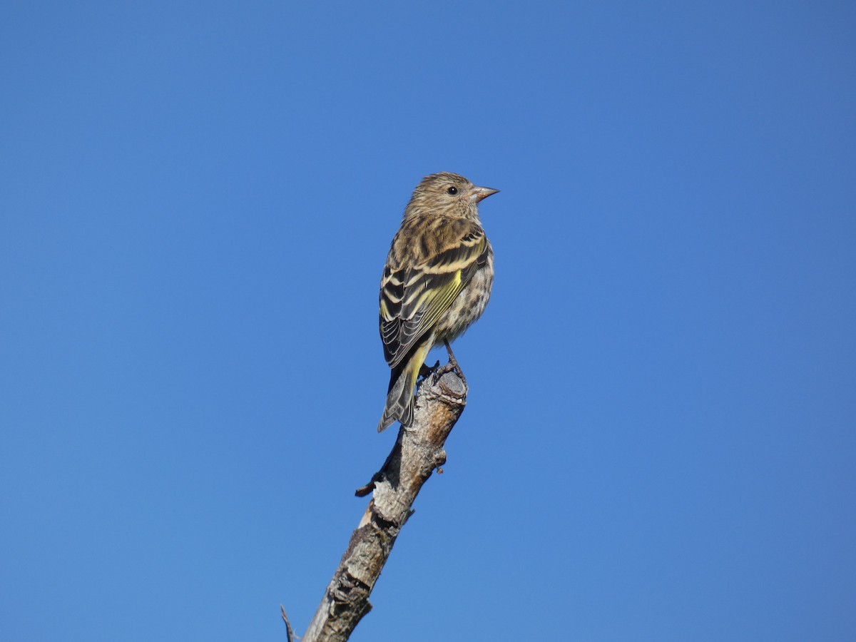 Pine Siskin - ML624478903