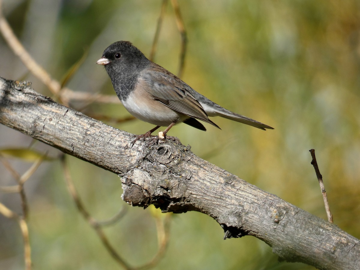 Dark-eyed Junco - ML624478930