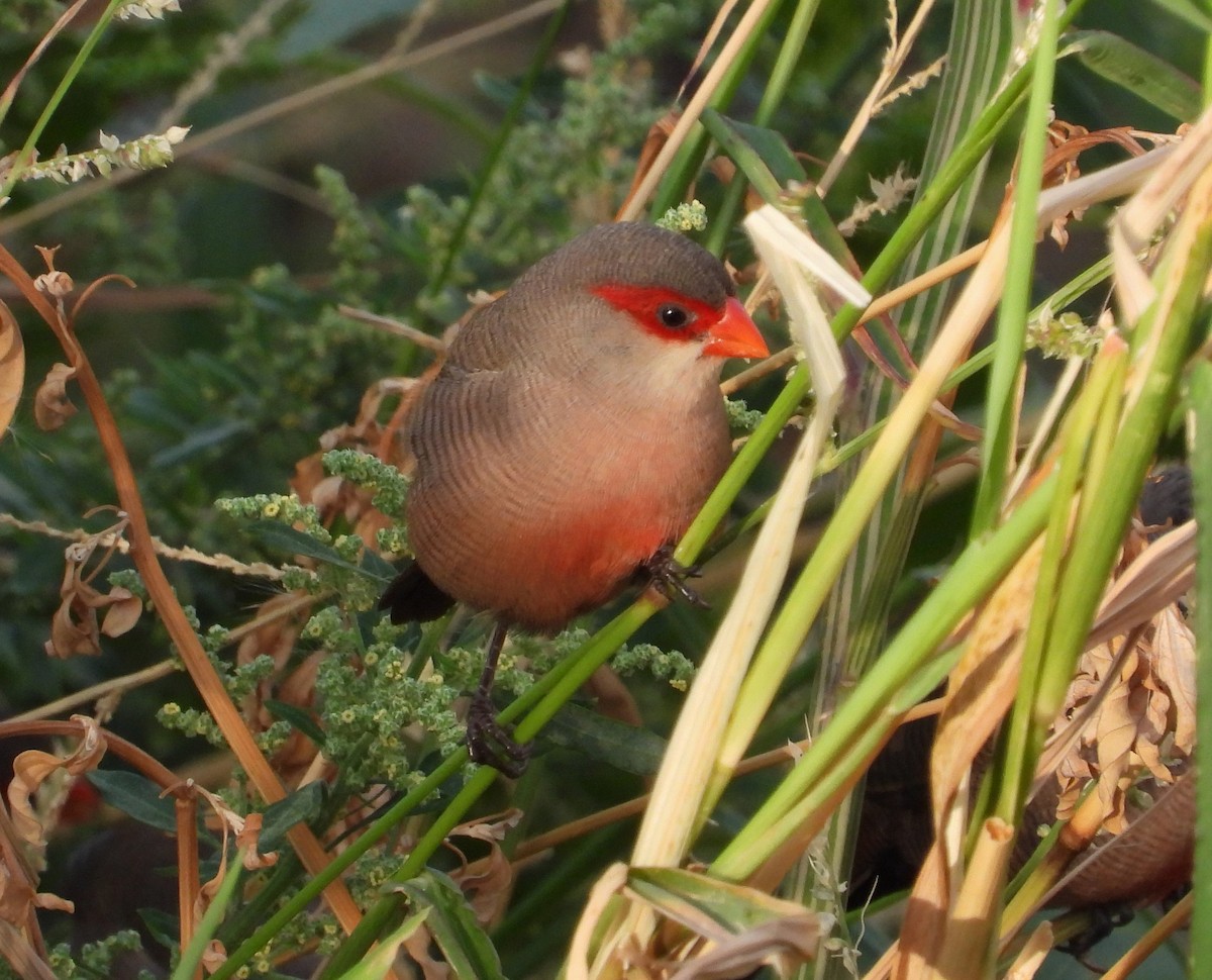 Common Waxbill - ML624478994