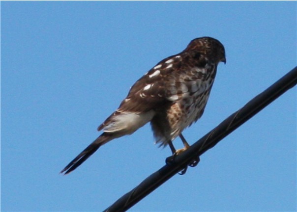 Sharp-shinned Hawk - ML624479050