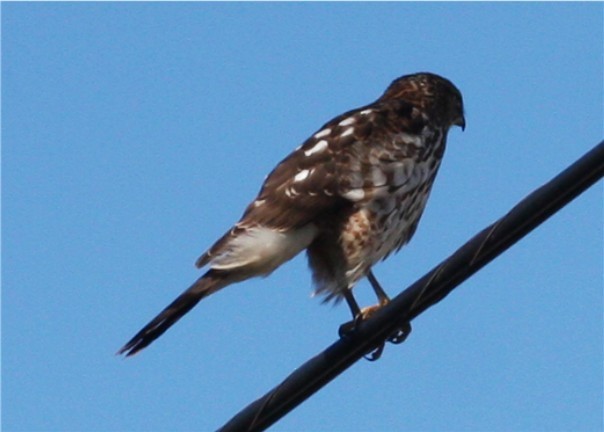 Sharp-shinned Hawk - ML624479051