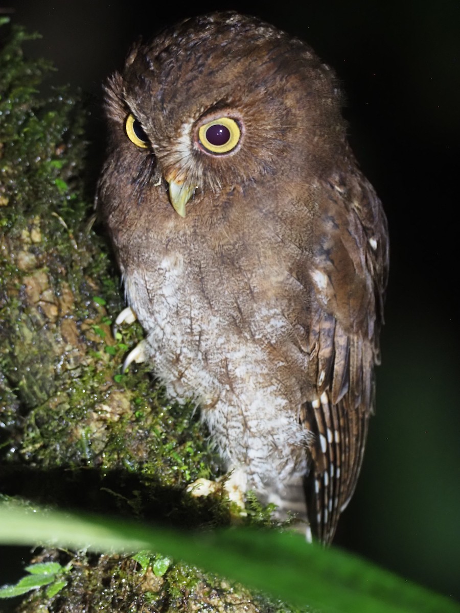 Foothill Screech-Owl (Foothill) - ML624479325