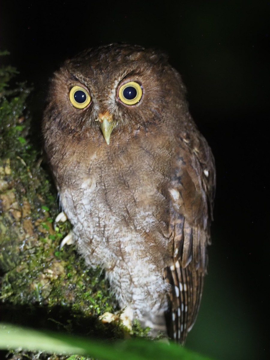 Foothill Screech-Owl (Foothill) - ML624479332