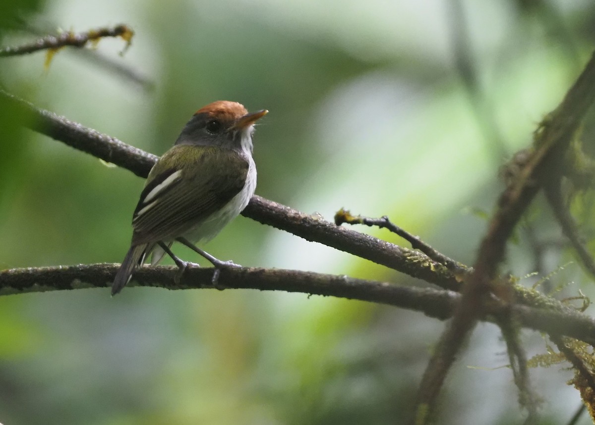 Black-and-white Tody-Flycatcher - ML624479367