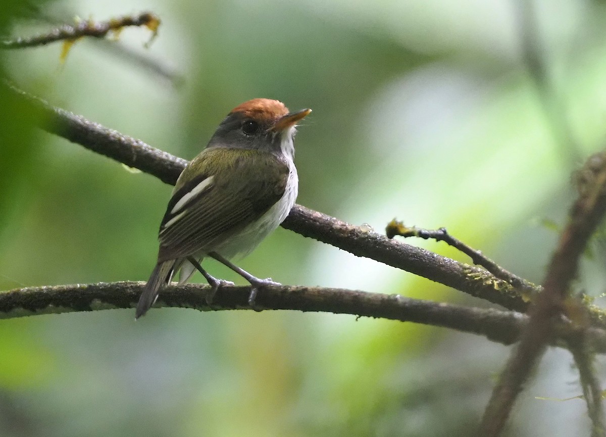 Black-and-white Tody-Flycatcher - ML624479381