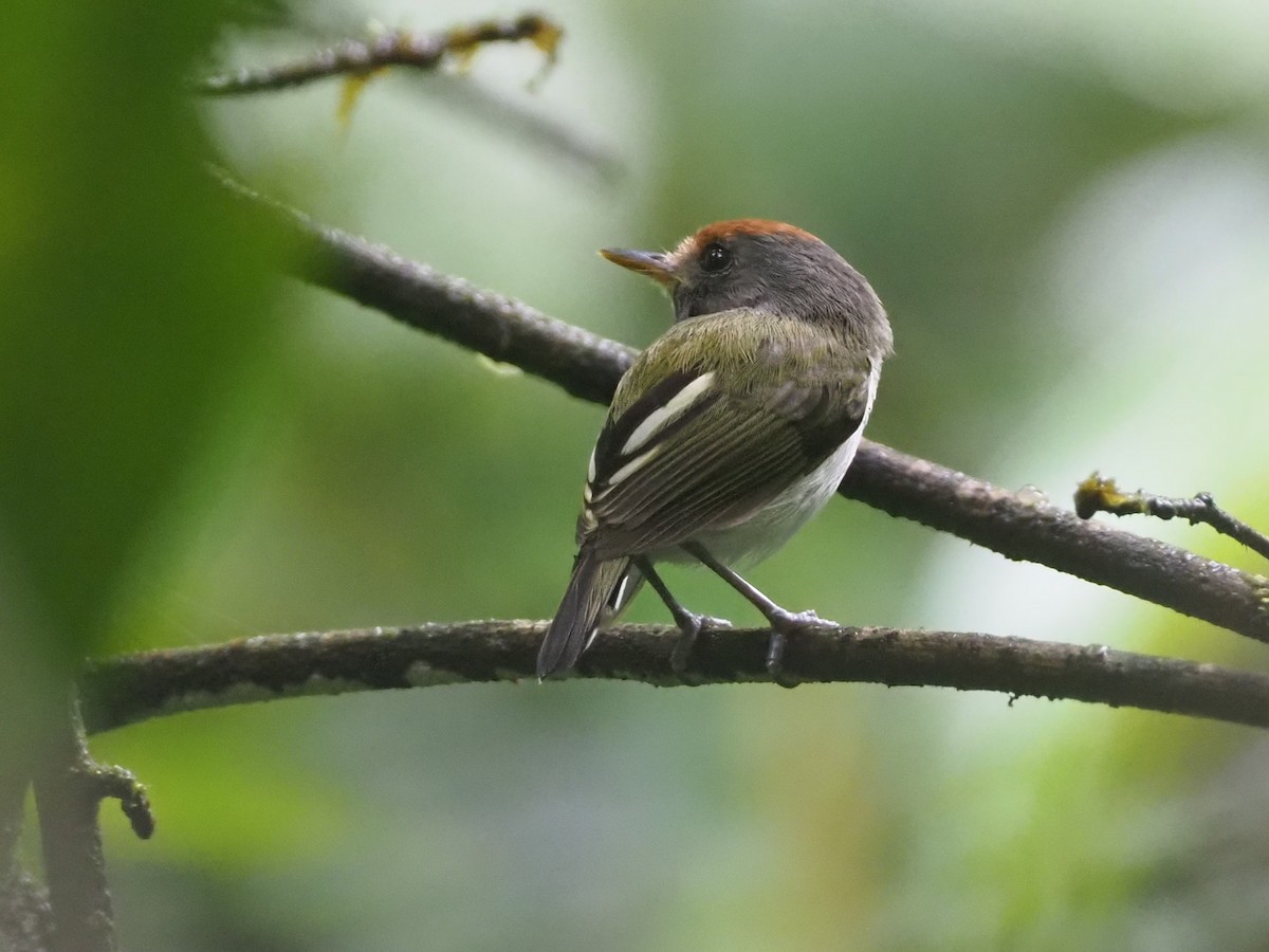 Black-and-white Tody-Flycatcher - ML624479389