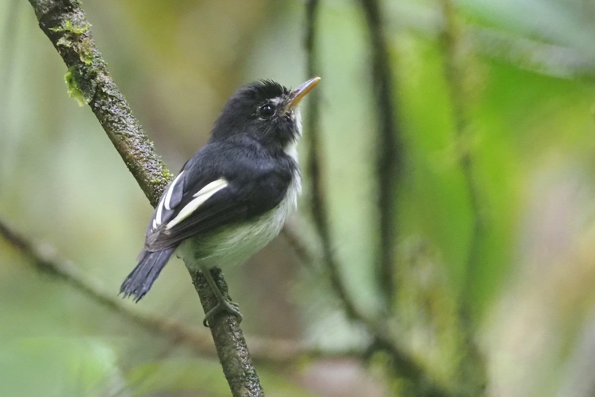Black-and-white Tody-Flycatcher - ML624479418