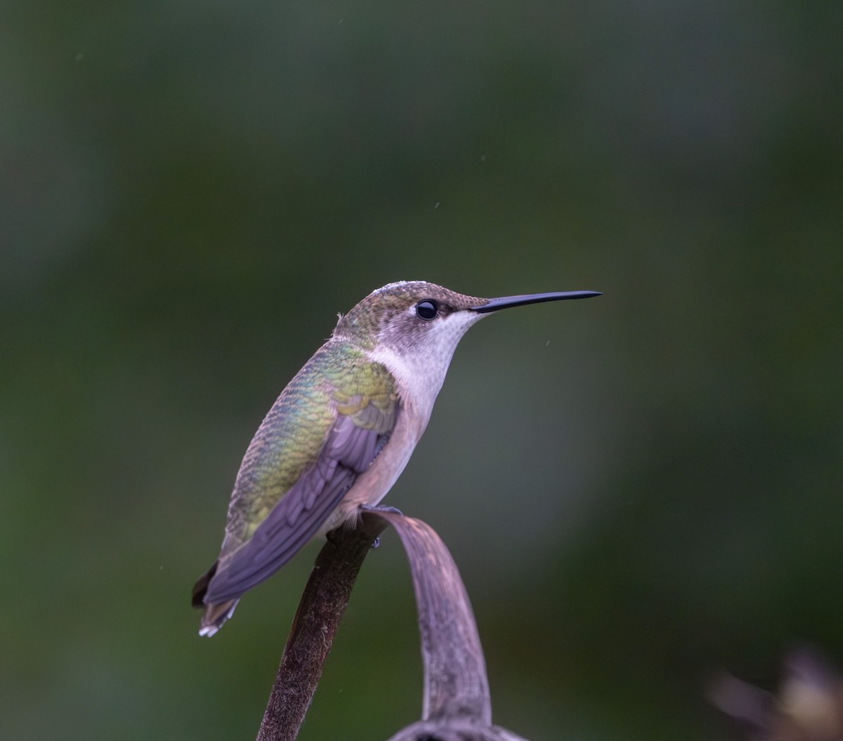 Ruby-throated Hummingbird - ML624479480