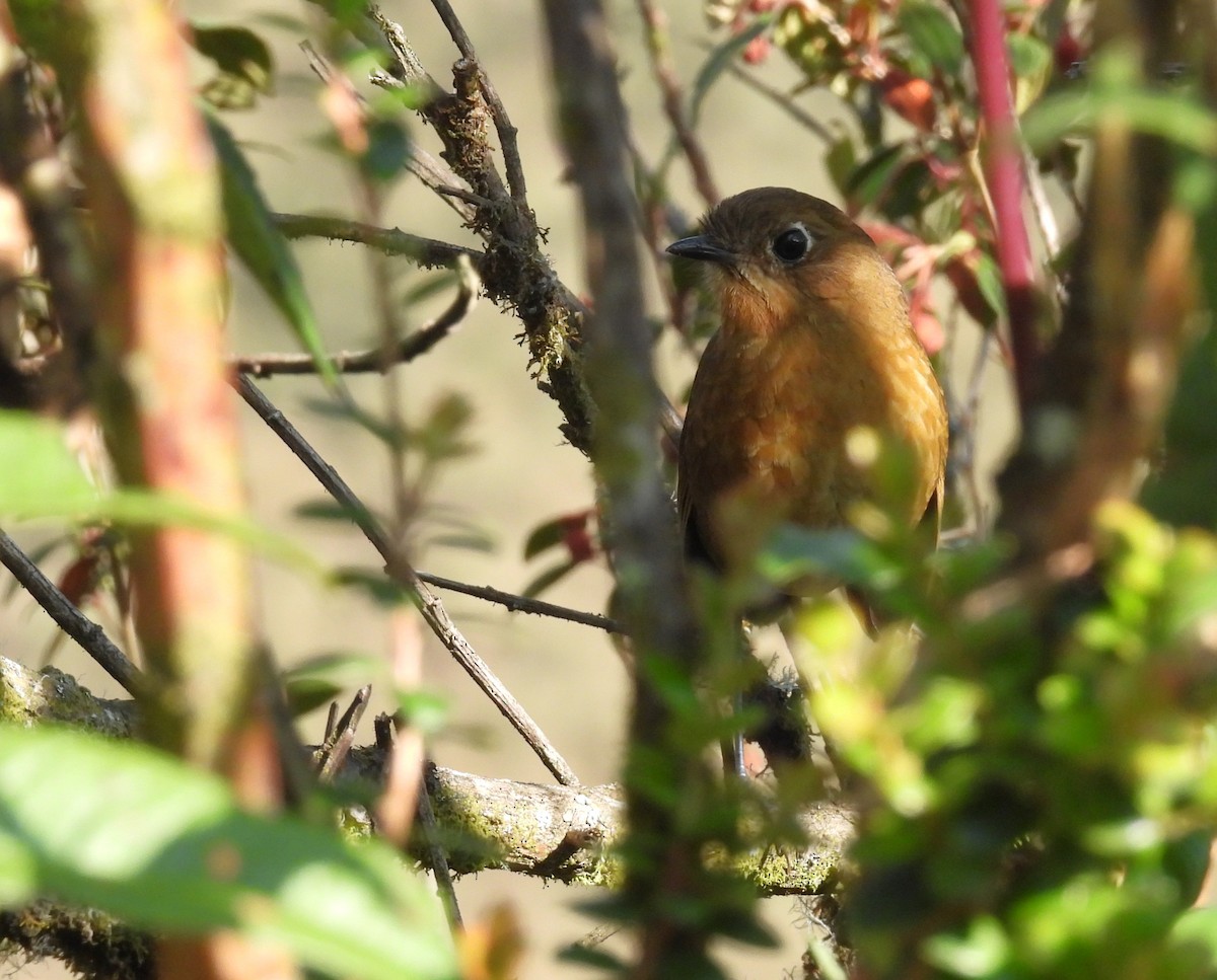 Bolivian Antpitta - ML624479722