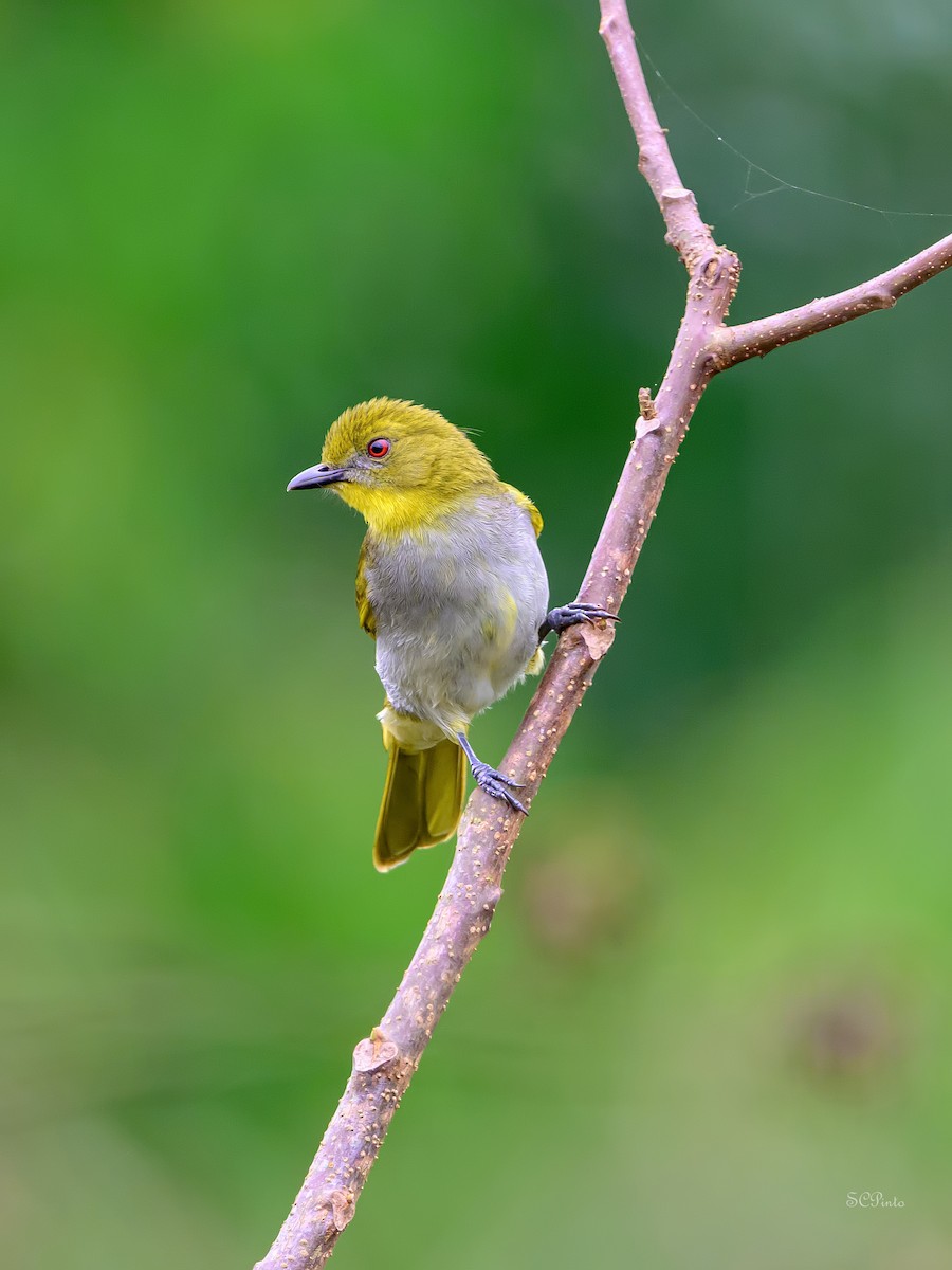 Yellow-necked Greenbul - ML624479801
