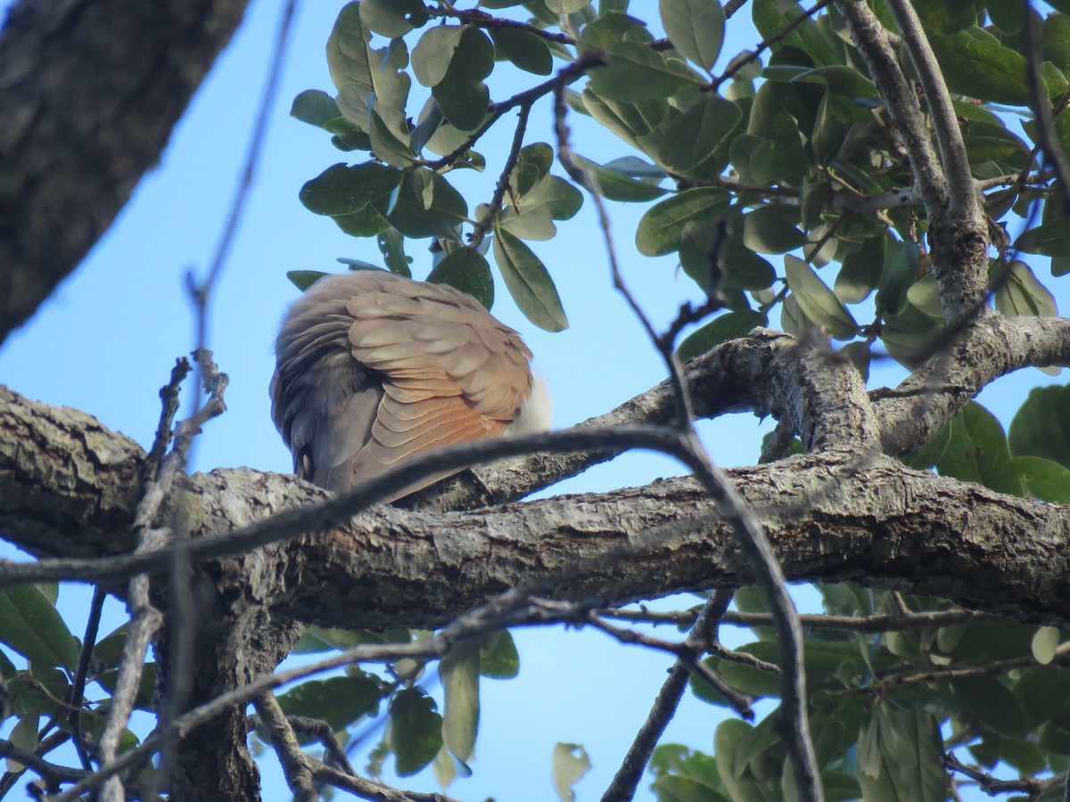 Cuclillo Piquigualdo - ML624479871