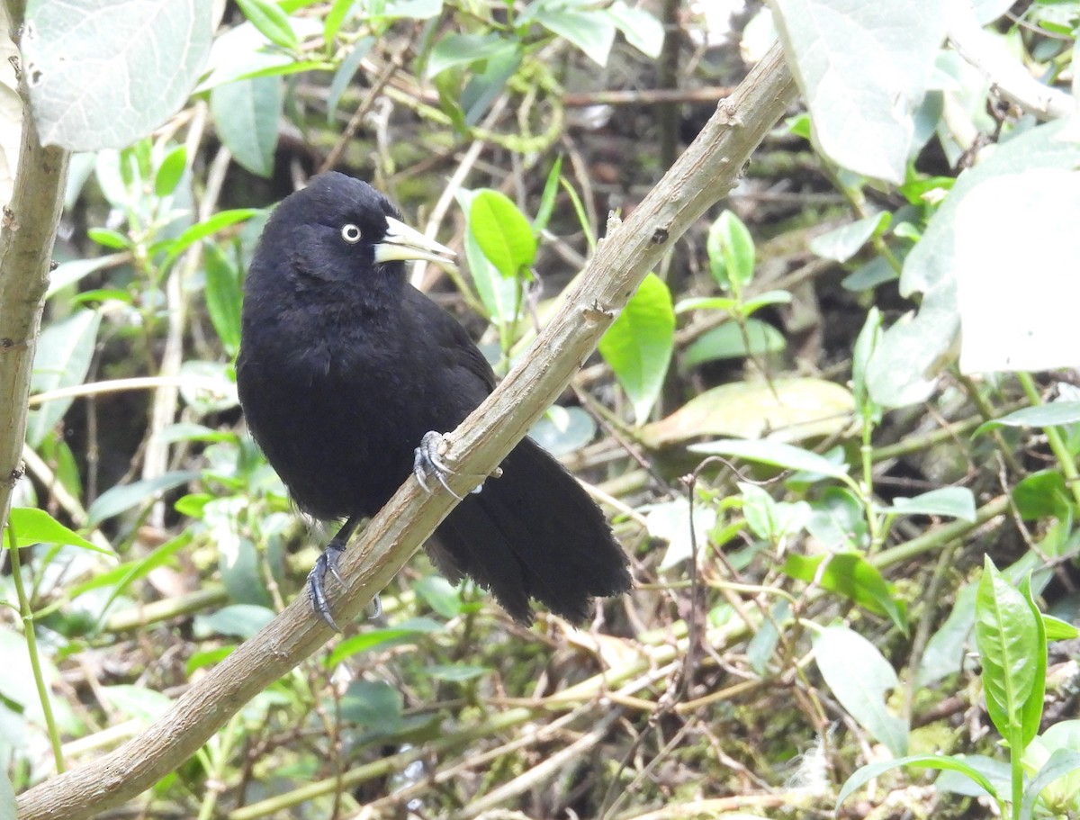 Yellow-billed Cacique - ML624479875