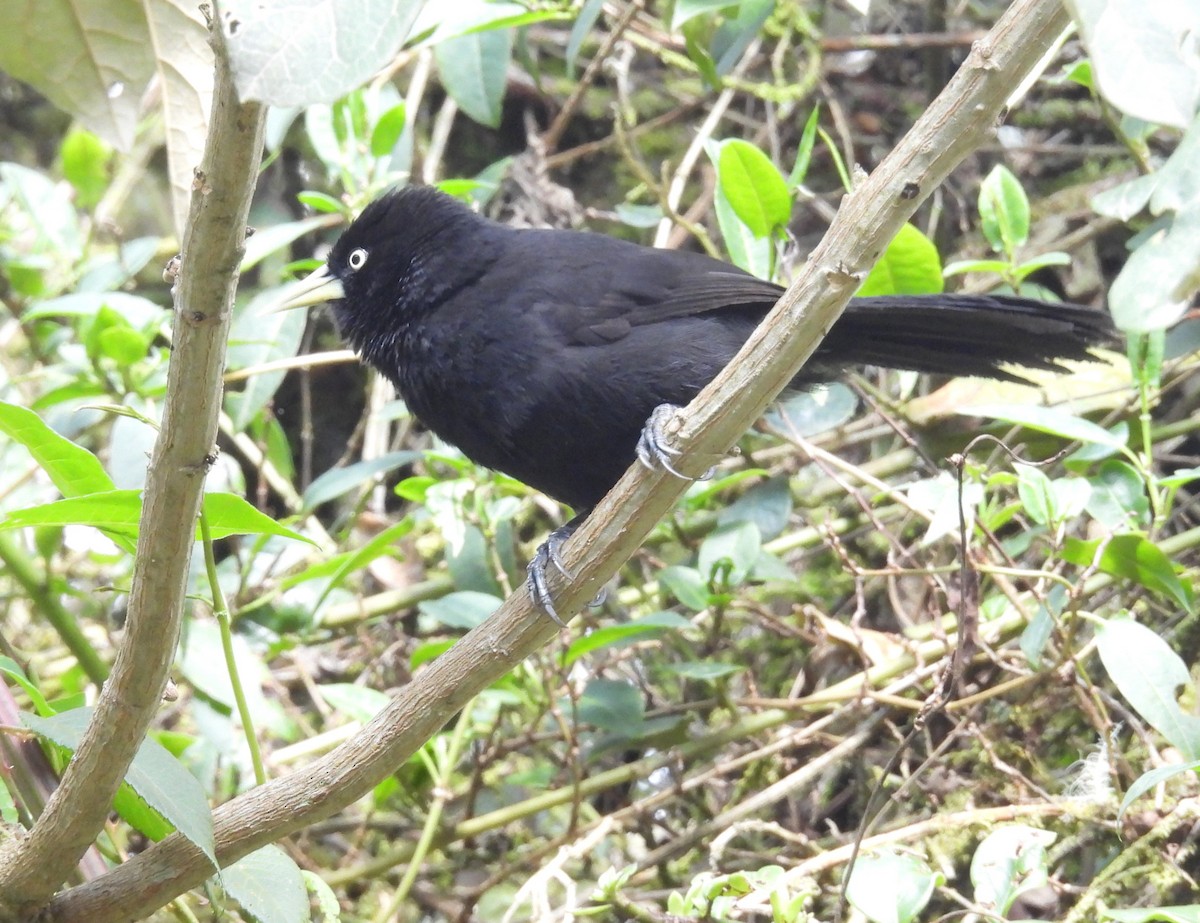 Yellow-billed Cacique - ML624479877