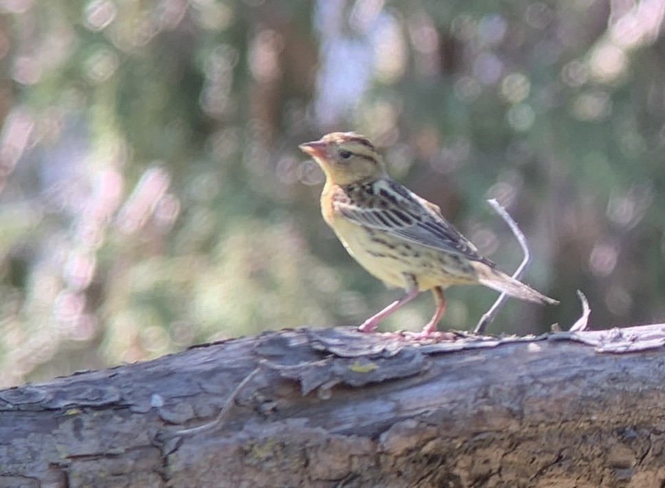 Bobolink - ML624480044