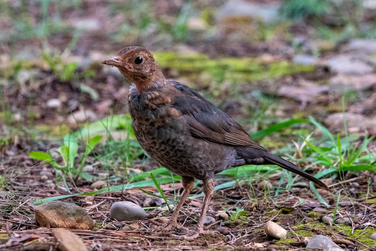 Eurasian Blackbird - ML624480067