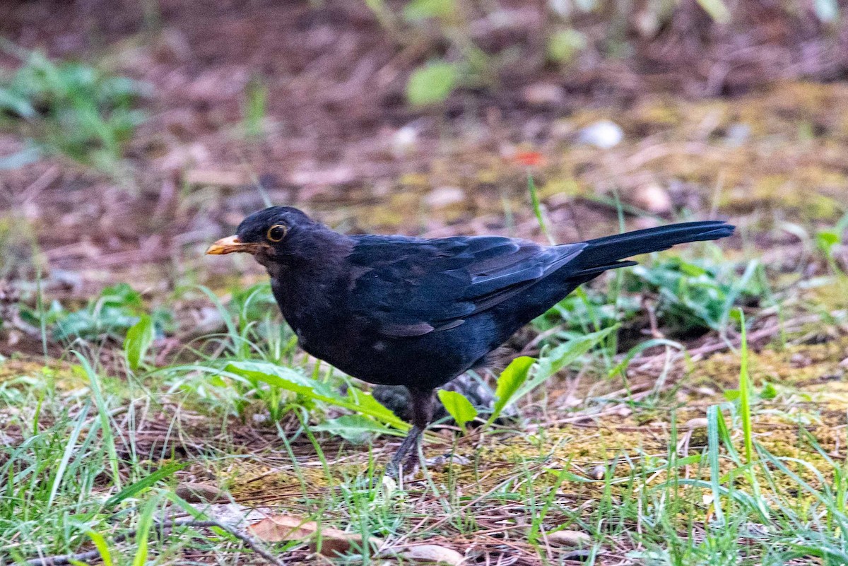 Eurasian Blackbird - ML624480068