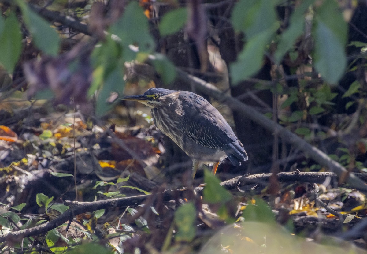 Green Heron - ML624480082