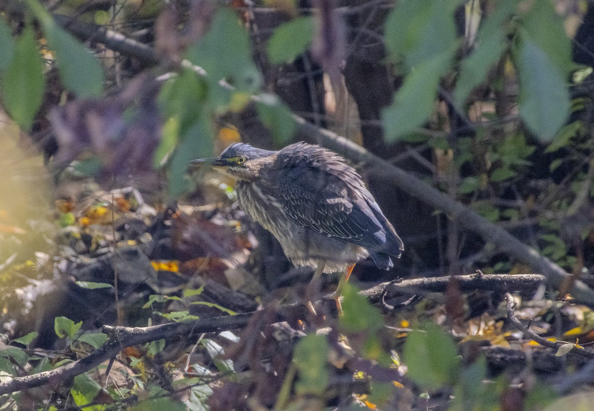 Green Heron - ML624480083