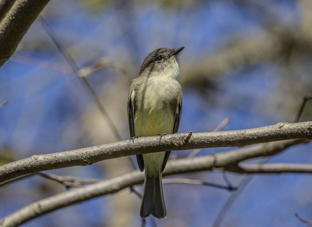 Eastern Phoebe - ML624480093