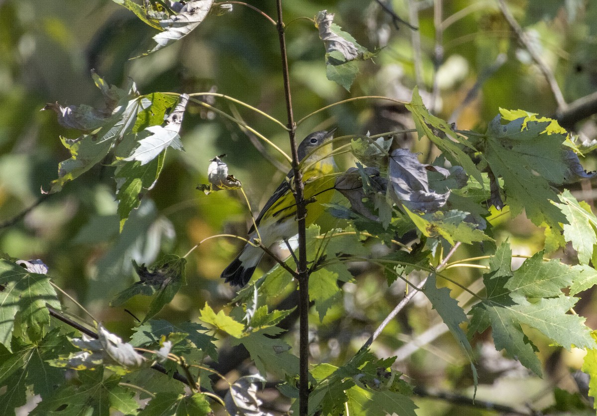 Magnolia Warbler - ML624480116