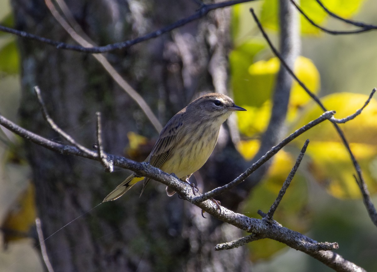 Palm Warbler - ML624480122