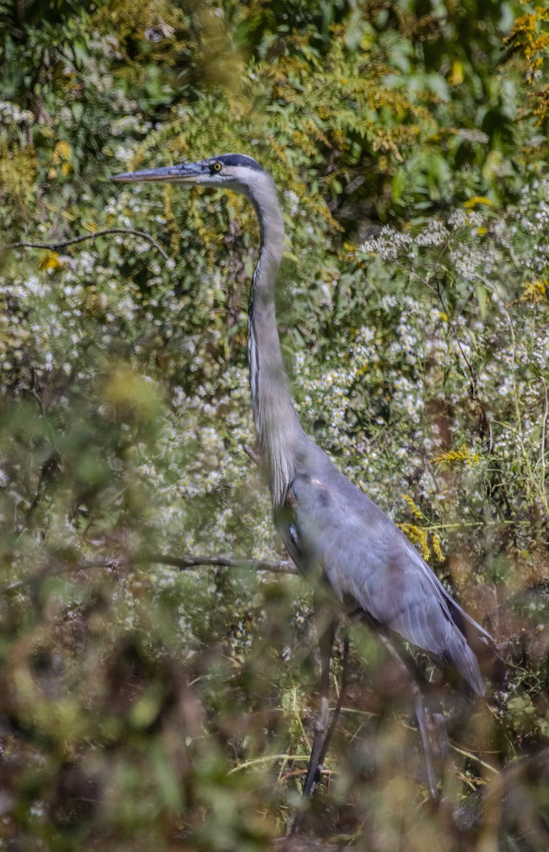 Great Blue Heron - ML624480131