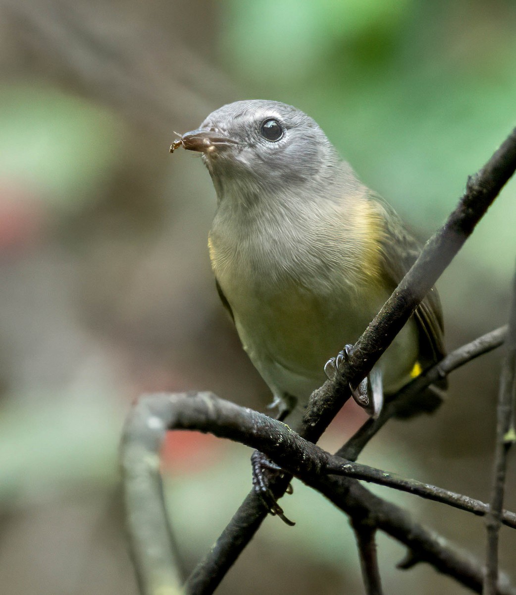 American Redstart - ML624480141