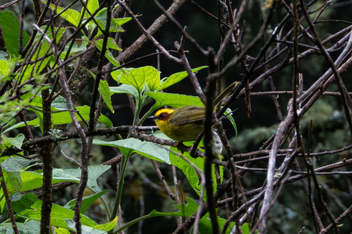 Golden-browed Warbler - ML624480166