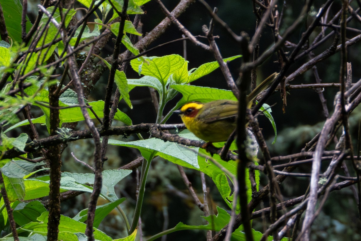 Golden-browed Warbler - ML624480167