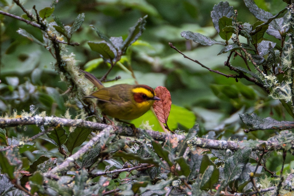 Golden-browed Warbler - ML624480168