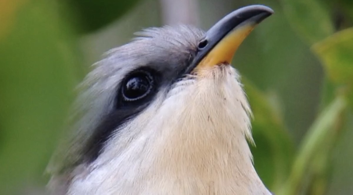 Mangrove Cuckoo - ML624480275